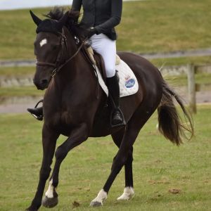 Horse for sale: Competitive Allrounder WB mare