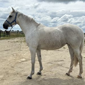 Horse for sale: Broodmare by Cassiano