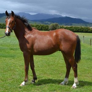 Horse for sale: Exciting Warmblood Youngster