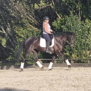Horse for sale: Quality young warmblood