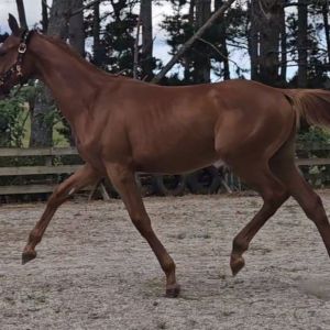 Horse for sale: Filly by Chemistry, NZWBA Registered
