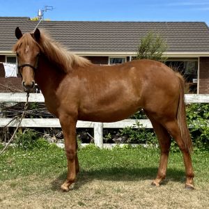 Horse for sale: Warmblood Yearling Filly EMH 16.2 by Remi Lion King