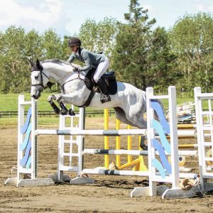 Horse for sale: Talented Young Jumper