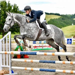 Horse for sale: Classy Sport Horse Mare
