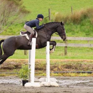 Horse for sale: Stunning Clydie X All-rounder 