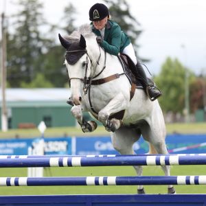 Horse for sale: Super competitive Amateur/Junior Rider horse