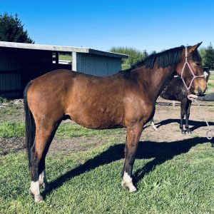 Horse for sale: Fusionist / salutation - two year old Gelding
