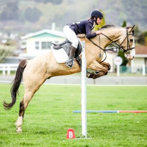 Horse for sale: Talented Competitive All-rounder 