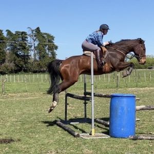 Horse for sale: Double J Twist - Exceptional Jumper