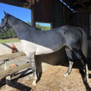 Horse for sale: Beautiful and super cool dude