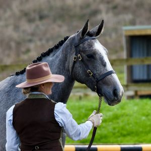 Horse for sale: Irish Sport Horse