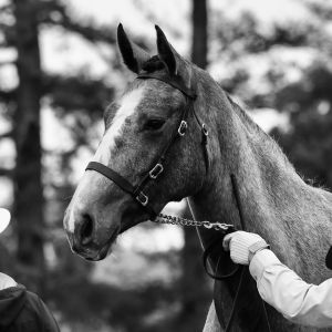 Bred for Eventing …Irish Sport Horse