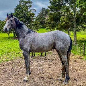 Irish Sport Horse