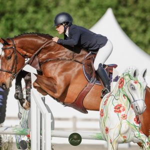 Horse for sale: Serious Top class Show jump prospect