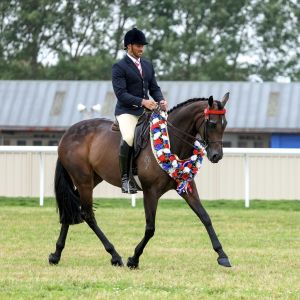 Horse for sale: Quality Show Hack