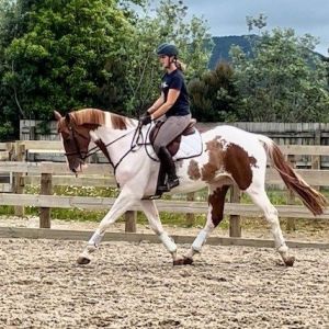Horse for sale: Pinto Gelding - fun allrounder