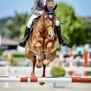 Horse for sale: Much Admired Show jumper