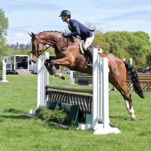 Exciting Show Hunter/ Show Jumping/ Dressage/ Showing Gelding