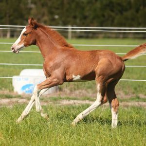 Horse for sale: Exceptional Quality Warmblood colt