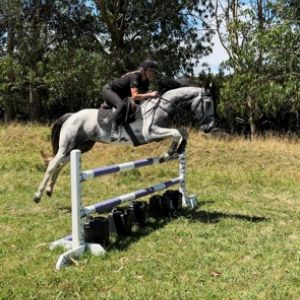 Horse for sale: Talented all round stationbred