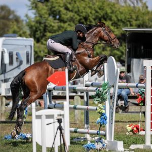 Horse for sale: Ultimate school master