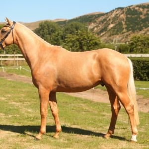 Stand out Palomino Colt