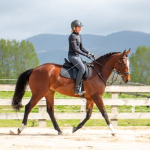 Horse for sale: Warmblood gelding - stunning 4 year old