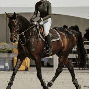 Horse for sale: BEAUTIFUL, BIG, ATHLETIC ALL-ROUNDER