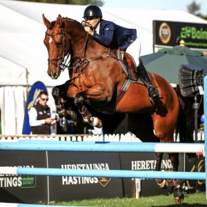 Horse for sale: Fun Show Jumper Eventing Prospect 