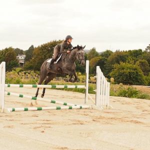 Horse for sale: Stunning Sporthorse Mare 