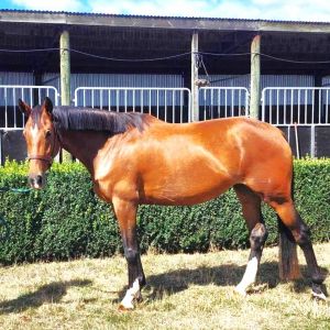 Horse for sale: Limoncello “Price Drop”
