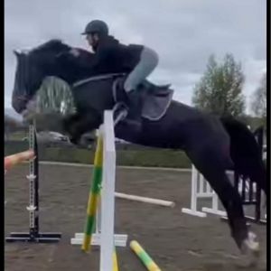 Horse for sale: Exceptional Mare by LUX Z