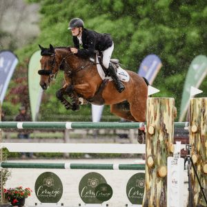 Horse for sale: Exceptional Show Jumper