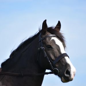 Horse for sale: Beautiful Hunter