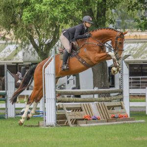 Horse for sale: EXCITING YOUNG HORSE