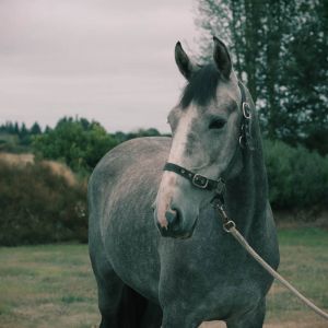 Horse for sale: Silverfern Blue Skyes (IDSH)
