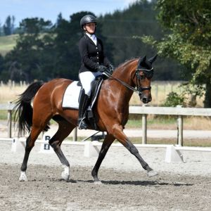 🐴 Exquisite Imported Oldenburg Warmblood Mare with Exceptional Pedigree! Smash Hit x Donnerhall Mare 🐴