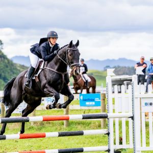 Horse for sale: Talented Competitive Allrounder / Eventor