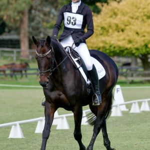 Horse for sale: Beautiful All-Rounder