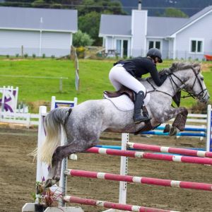 Horse for sale: Your next superstar