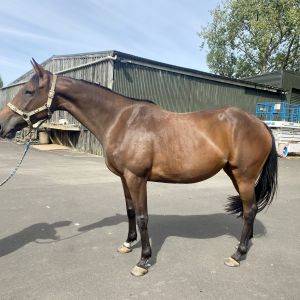 Horse for sale: Warmblood Mare