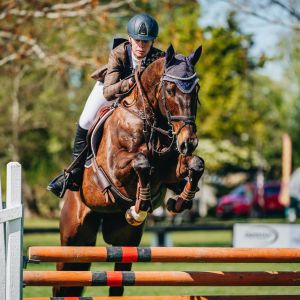 Horse for sale: Established 1* eventer,  competing at 2star 