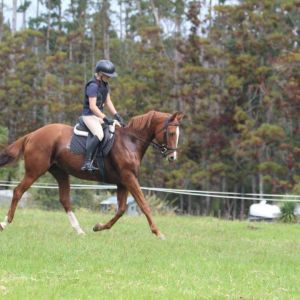 Horse for sale: Gorgeous School Master 