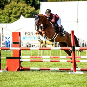 Horse for sale: The Ultimate Jumping Schoolmaster 