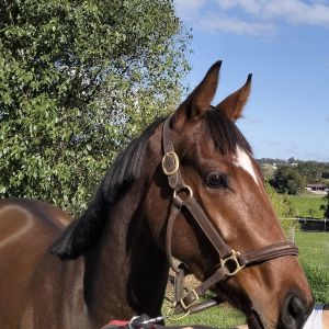 Horse for sale: Super awesome future project 