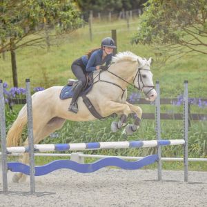 Horse for sale: Great All-Rounder