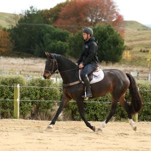BEAUTIFUL JUMPING/EVENTING MARE