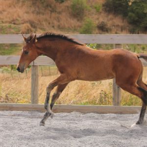 Horse for sale: Exceptional NZ warmblood foal by Wyoming
