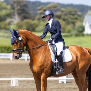 Exceptional Dressage School Master for Ambitious Young Rider