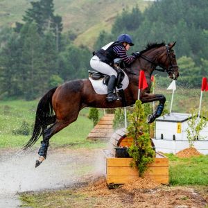 Horse for sale: Stunning Eventing Mare